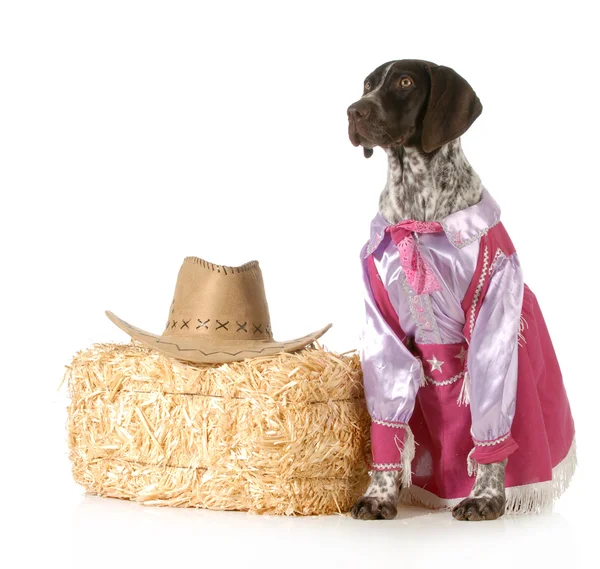 Country dog — Stock Photo, Image