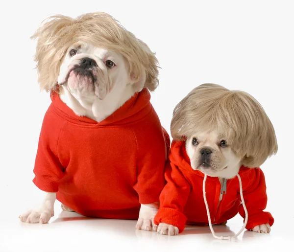 Cute dogs — Stock Photo, Image