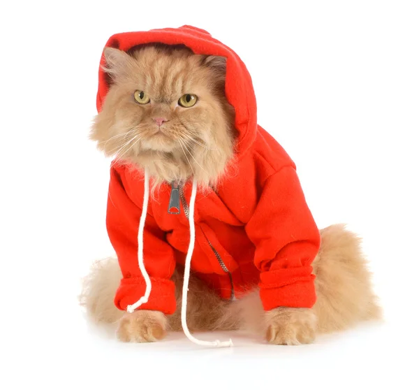 Cat wearing coat — Stock Photo, Image