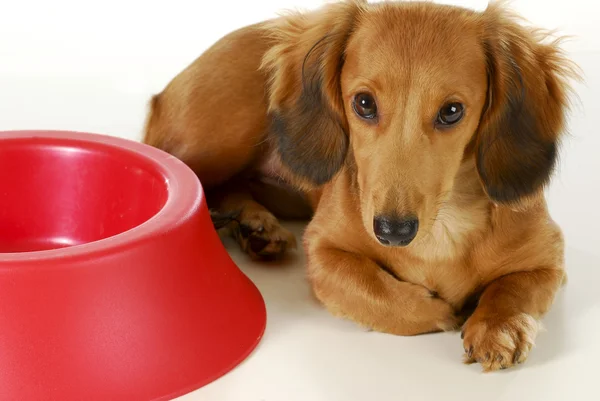 Cão esperando para ser alimentado — Fotografia de Stock