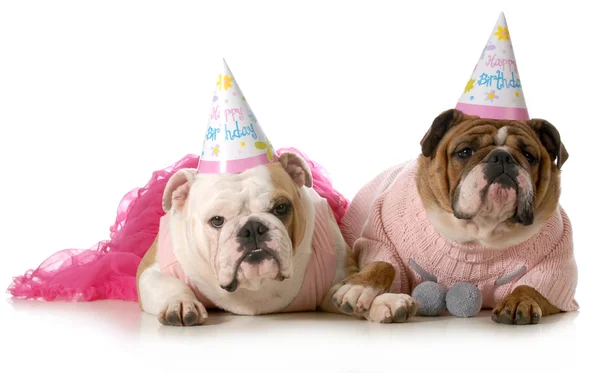 Birthday dog — Stock Photo, Image