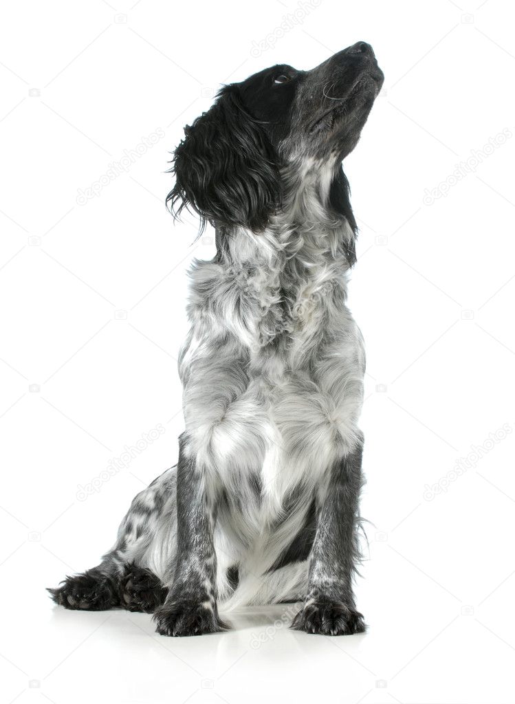 Cocker Spaniel Images Libres De Droit Photos De Cocker Spaniel Depositphotos