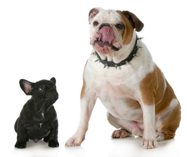 büyük köpek küçük köpek