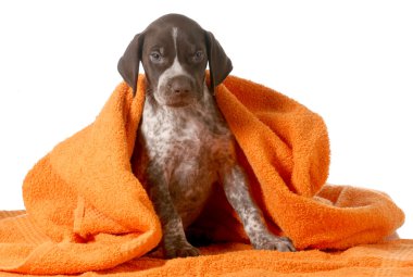 köpek Banyosu