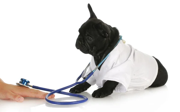 Cure veterinarie — Foto Stock