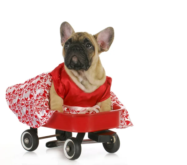 Cute dog in a wagon — Stock Photo, Image