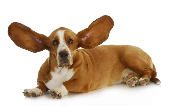 Cão escutando — Fotografia de Stock