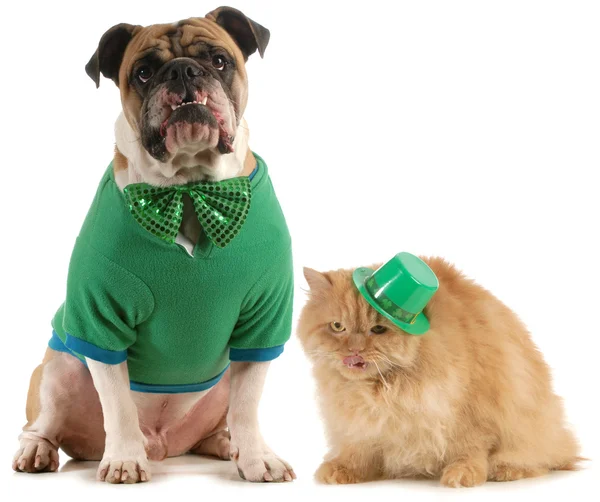 圣帕特里克日狗和猫 — 图库照片
