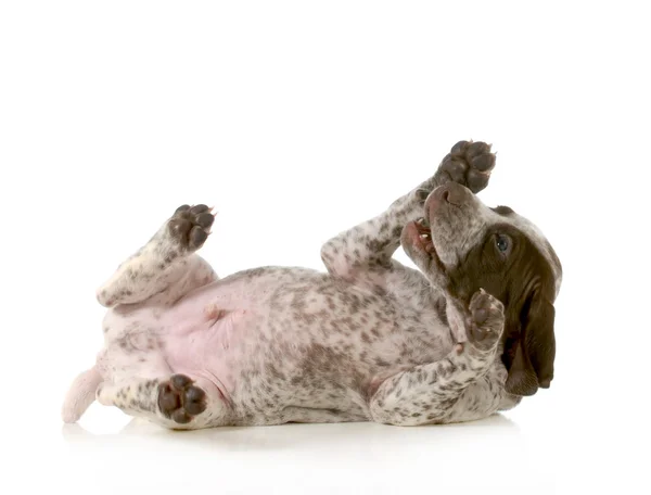 Playful puppy — Stock Photo, Image