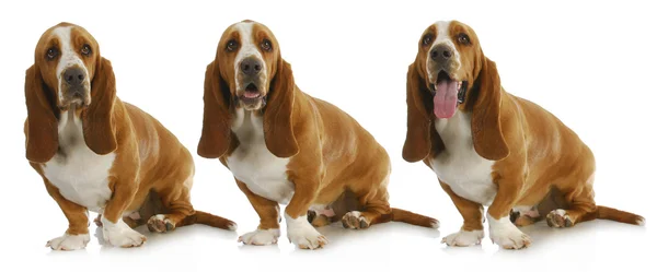 Basset hound — Stockfoto