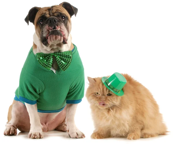 St patricks jour chien et chat — Photo