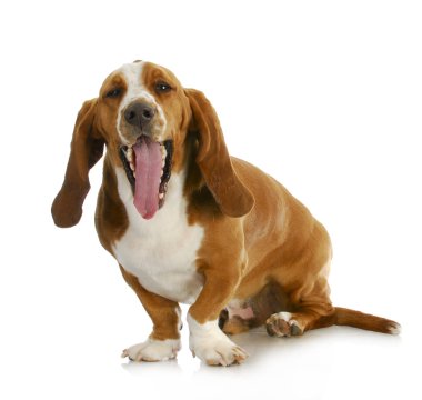 Basset hound esneme