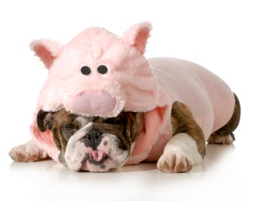dog dressed up like a pig