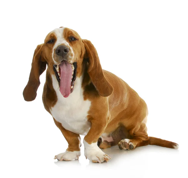 Basset hound gäspningar — Stockfoto