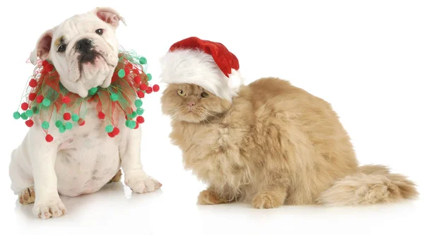 Mascotas de Navidad —  Fotos de Stock
