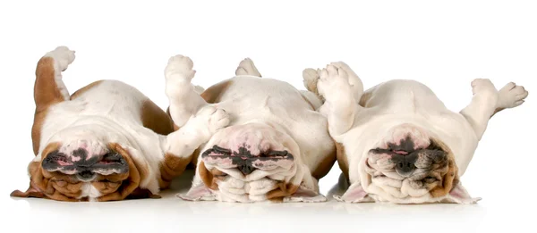 Sleeping dogs — Stock Photo, Image