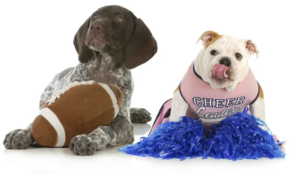 Sports hounds Stock Image