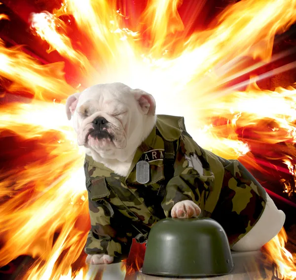 war dogs free full war dogs free full