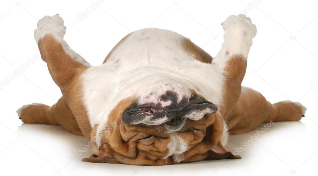 dog sleeping