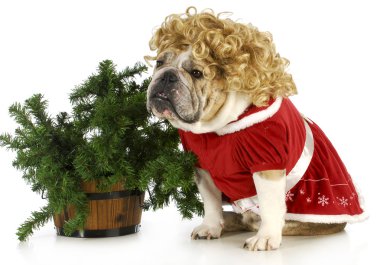 Bayan Claus
