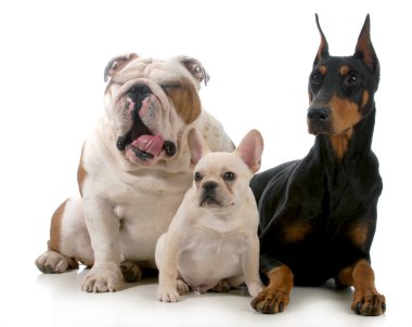 üç köpek