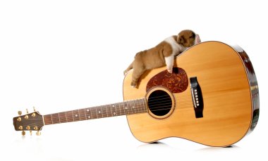 bir gitar üzerinde uyuyan bir köpek yavrusu