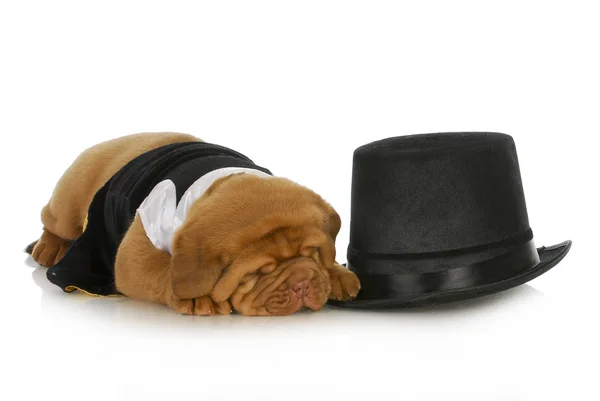 Formal dog — Stock Photo, Image