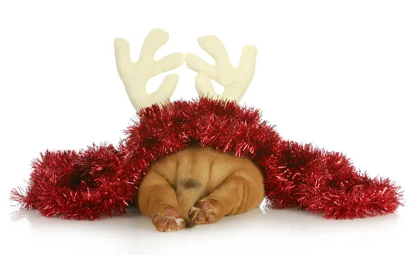 Christmas puppy — Stockfoto