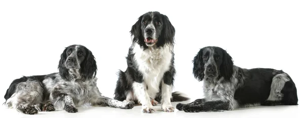 Três spaniels — Fotografia de Stock