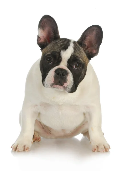 Fransk bulldog — Stockfoto