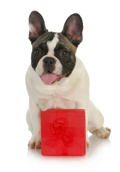 Hund und Geschenk — Stockfoto