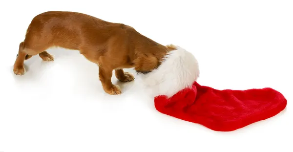 Curious christmas puppy — Stock Photo, Image