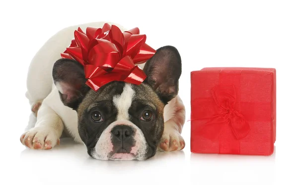 Hund und Geschenk — Stockfoto