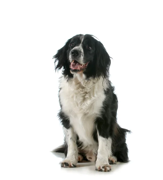 Cão feliz — Fotografia de Stock