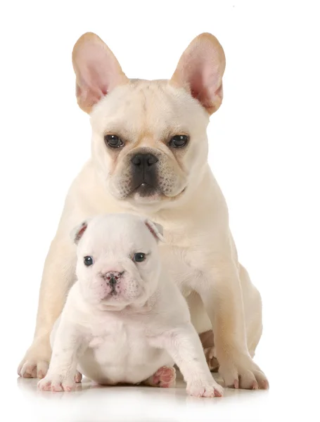 Two puppies — Stock Photo, Image