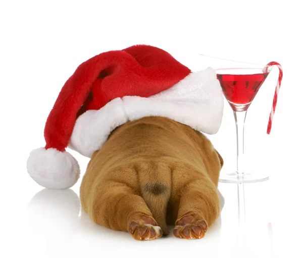 Christmas puppy — Stockfoto