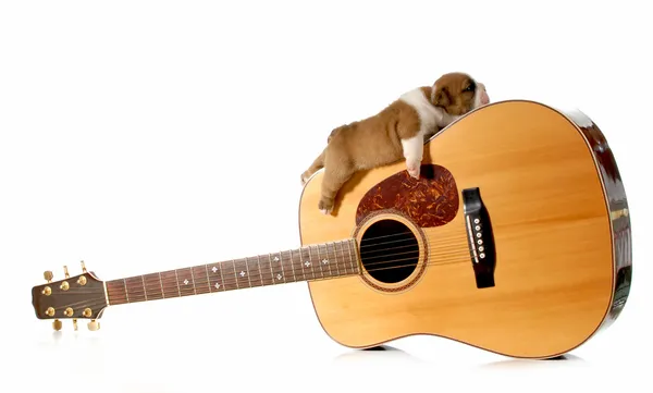 Bir gitar üzerinde uyuyan bir köpek yavrusu — Stok fotoğraf