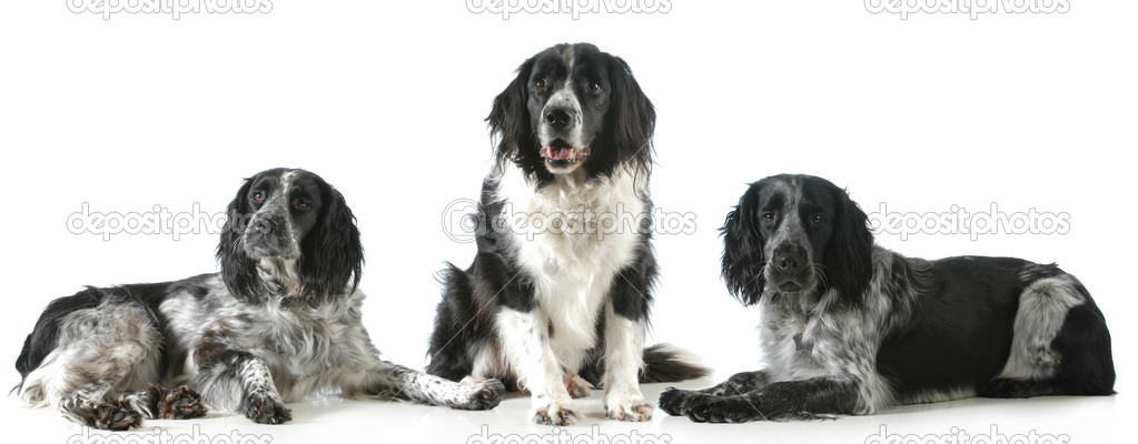 three spaniels