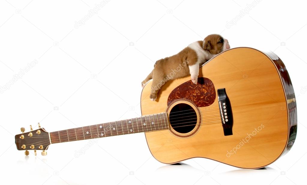 puppy sleeping on a guitar