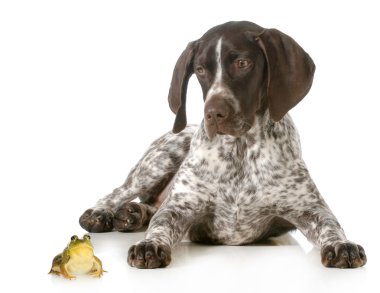 köpek ve bir kurbağa