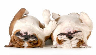iki köpek uyurken