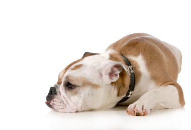 Depresyonda köpek