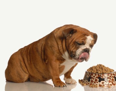 İngilizce Bulldog
