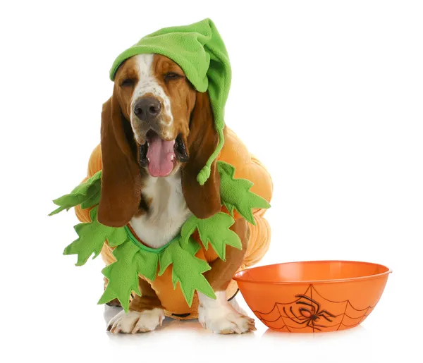 Halloween hond — Stockfoto