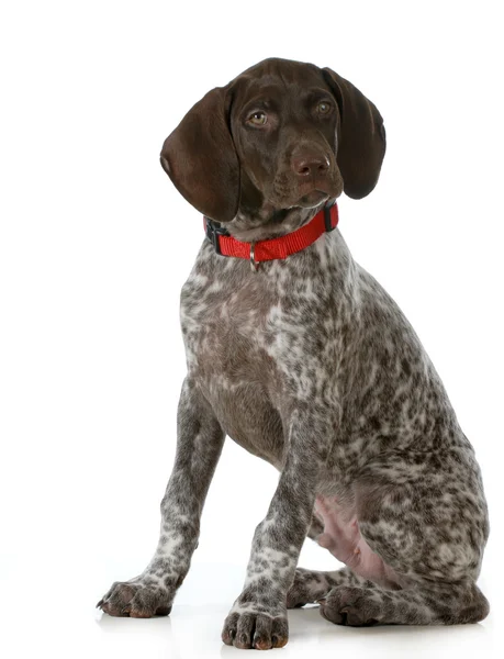 German shorthaired pointer — Stock Photo, Image