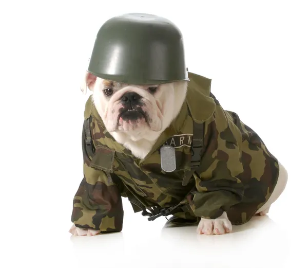 Perro militar — Foto de Stock