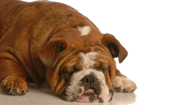 English bulldog — Stock Photo, Image