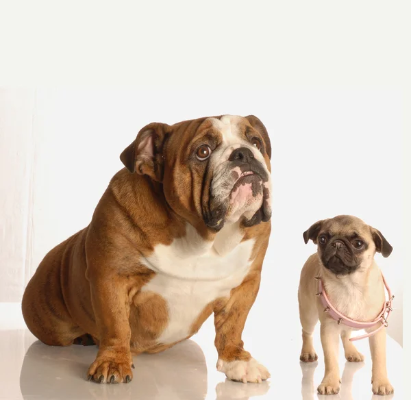 İngilizce bulldog, pug yavrusu — Stok fotoğraf