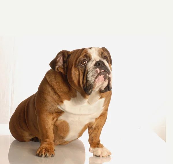 Angol bulldog — Stock Fotó