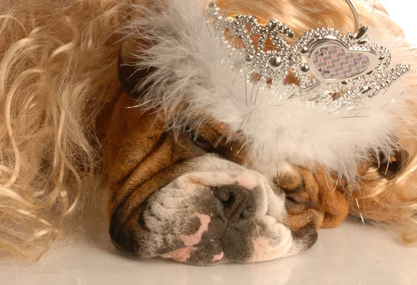 Bulldog princess — Stock Photo, Image